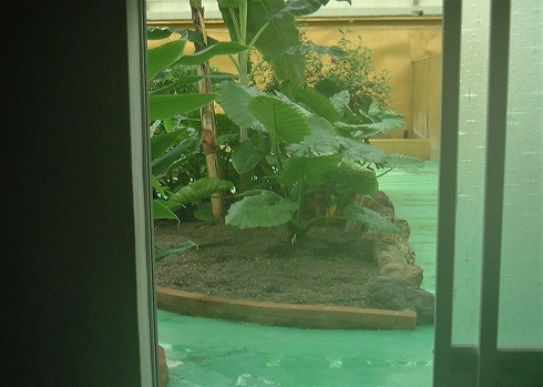 ジャングル風呂4